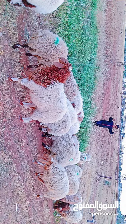عبر للبيع مضحيات عدد 20