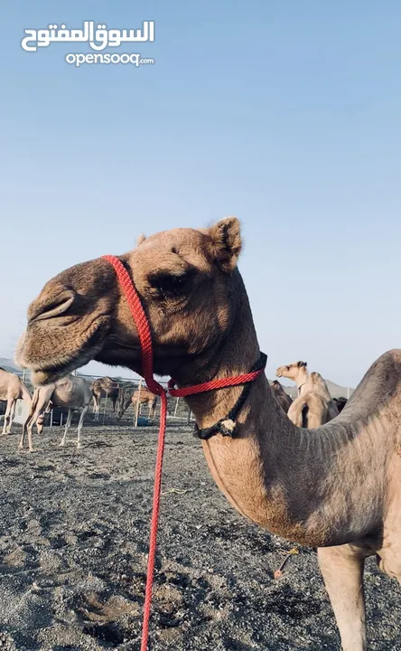 ناقه مزيونه عزوف ام ثالث نبط الاب سراب بن بوته والام بنت المسك