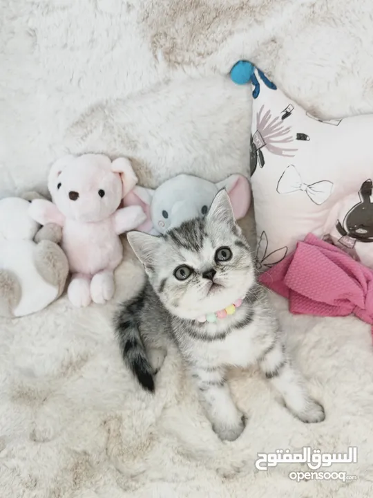 Scottish fold and Straight kittens