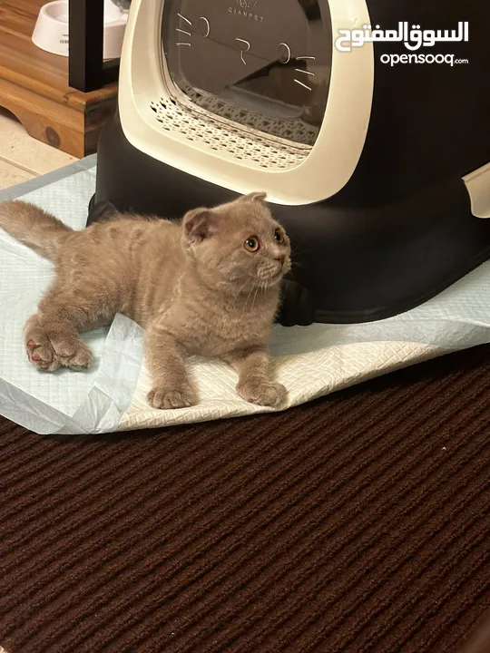 Scottish fold