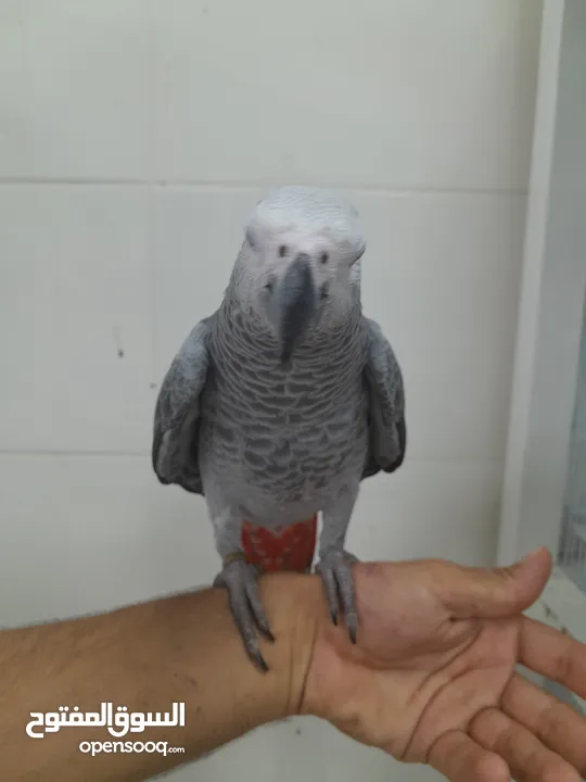 فراخ كاسكو African gray chicks