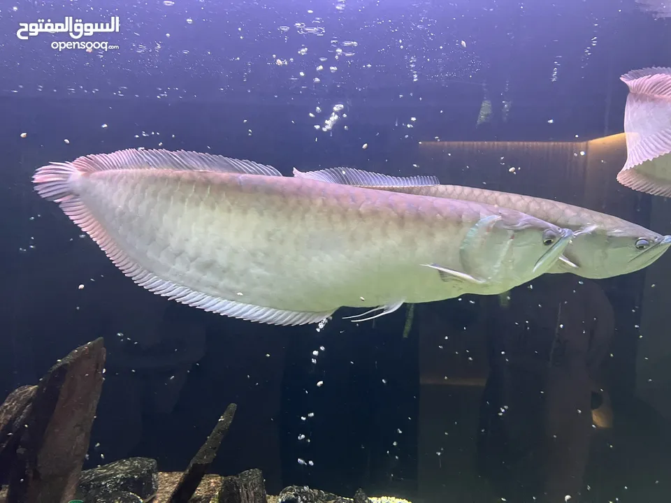 Arowana Fish for Sale