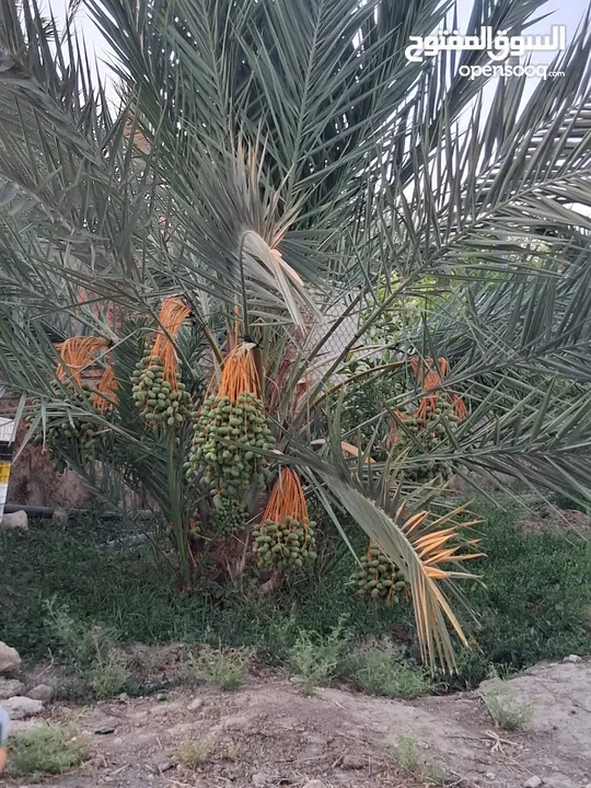 39دونم مزروعه بلح مجدول موق مميز جدا