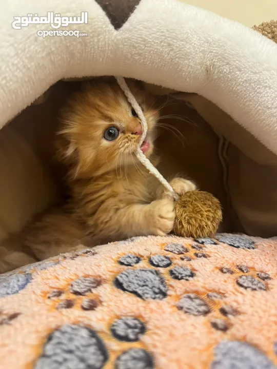 Scottish fold adorable kittens long hair