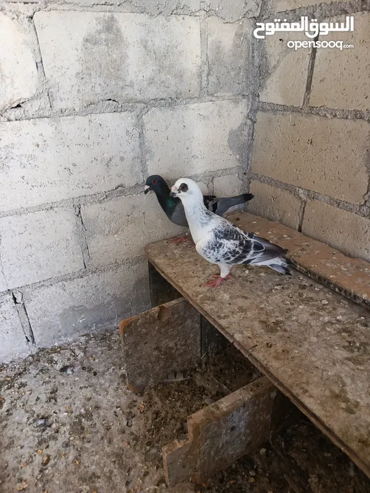 متاح جوزين حمام