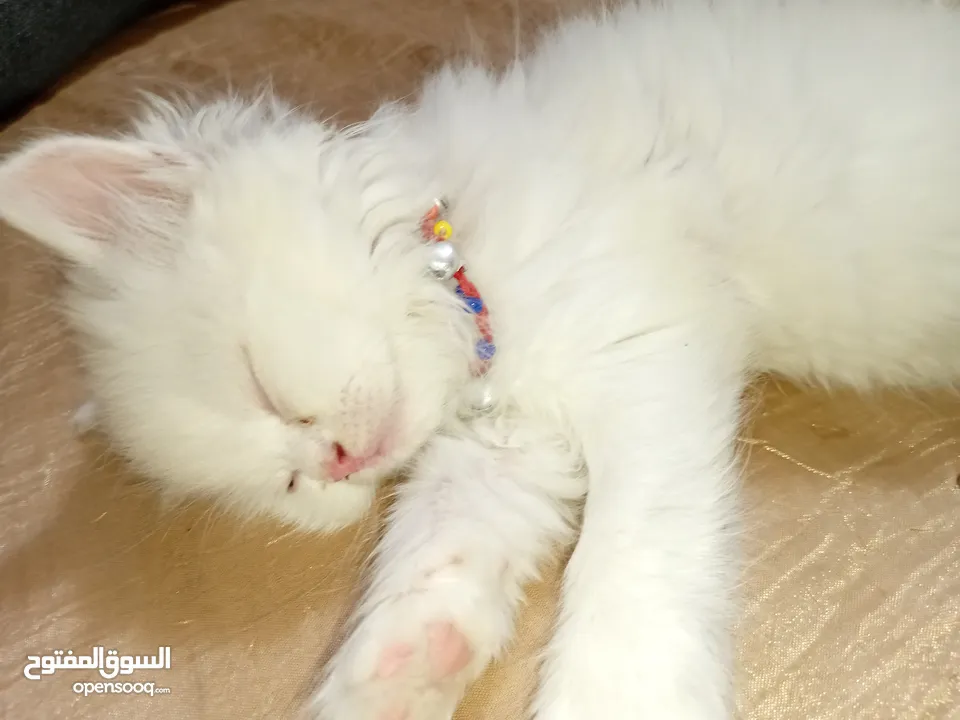 بسه شيرازيه للبيع عمرها تقريبا شهر