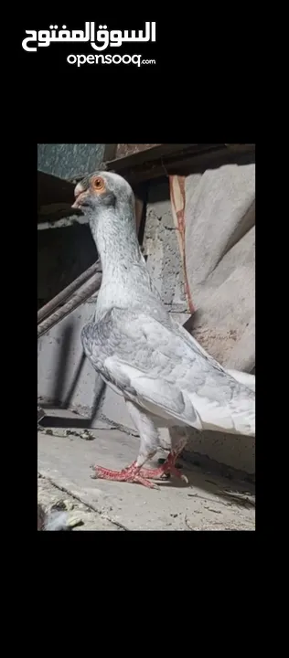 مخاليف وفراخ متاح