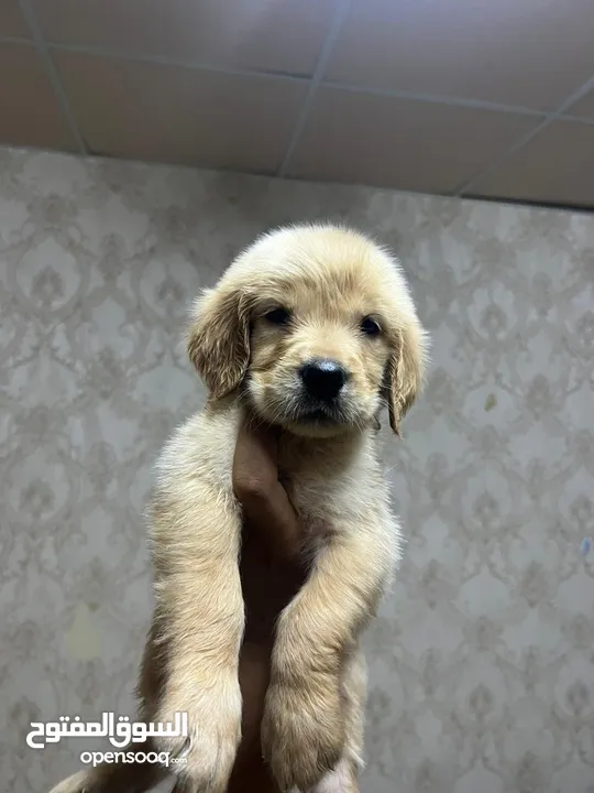 Golden retriever puppy