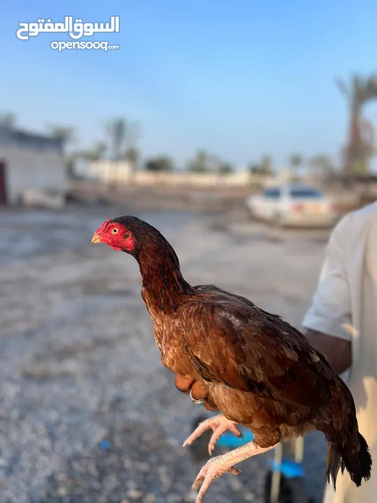 دجاج باكستاني للبيع الكميه محدوده تممت بيع اكثر من 10 دجاجات