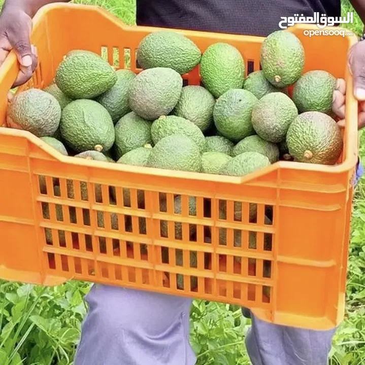 Importing fresh avocado from Tanzania minimum 500kg wholesale buyers only