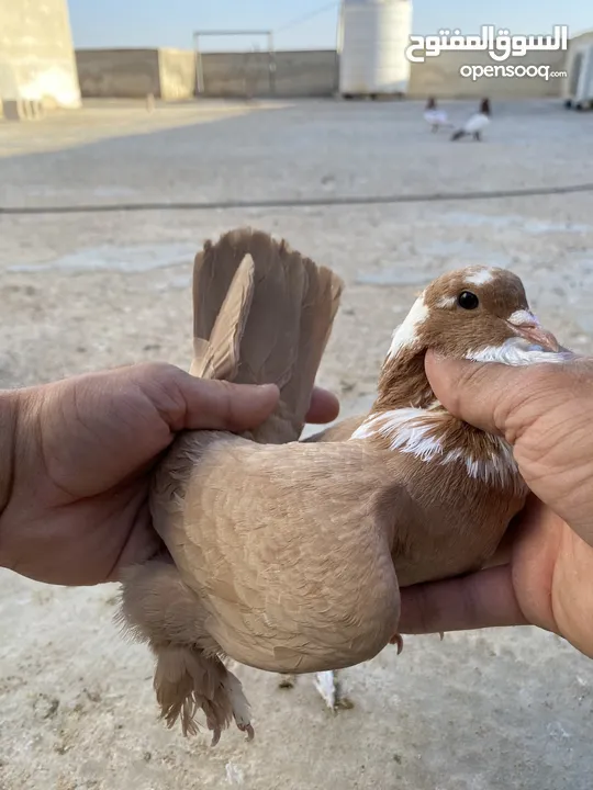 كوم حمام للبيع