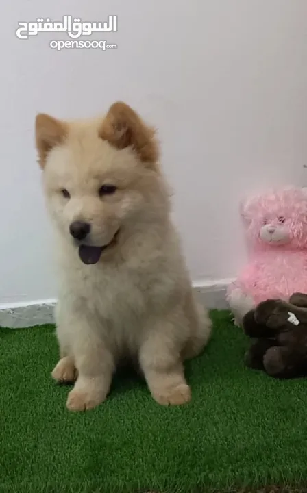 Chow chow Puppy