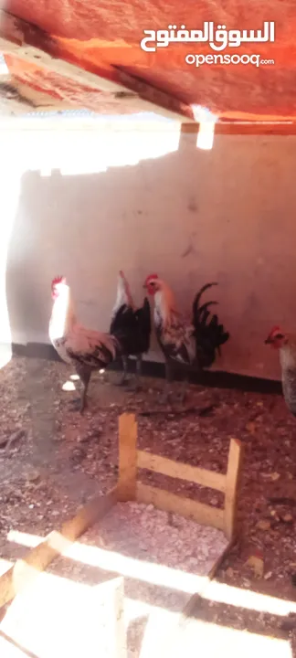 ديكين للبيع العمر 7 شهور
