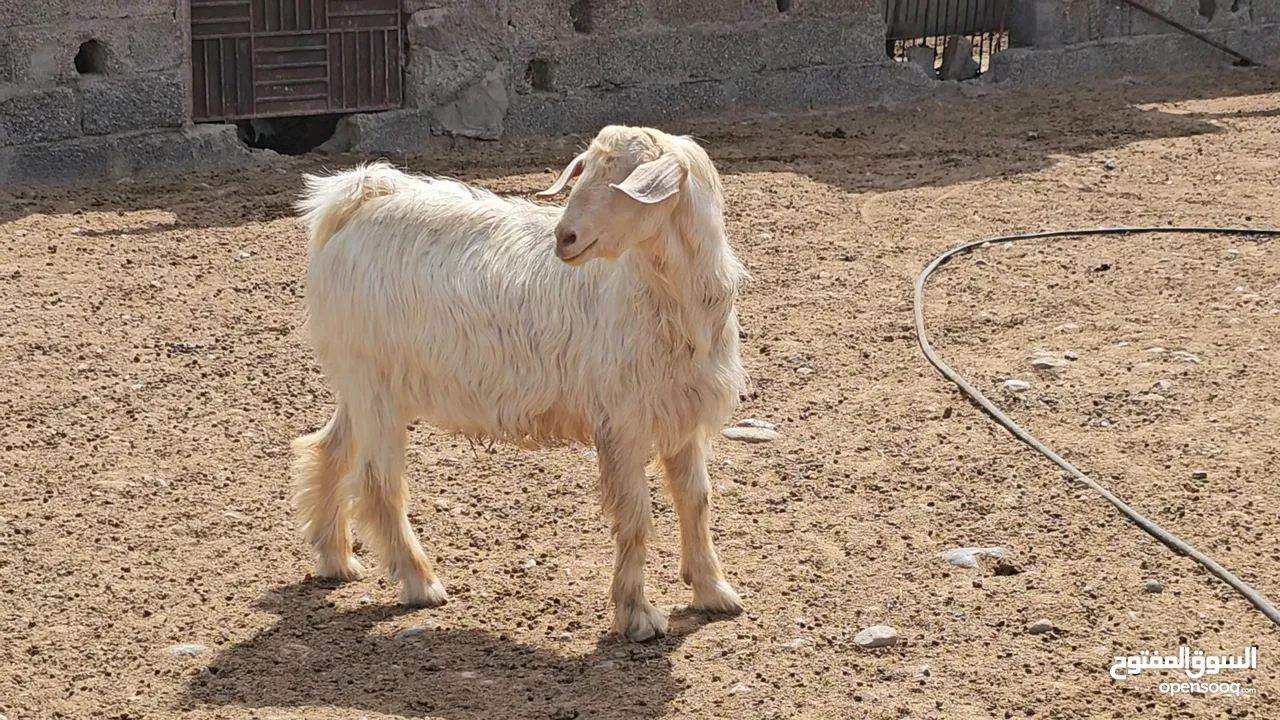 فحل أجلح من حلال الجبل الاخضر الاصيل عمر سنه و8 شهور ب 250 ريال قابل قليلا