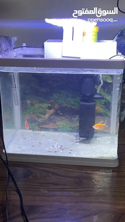 Fish tank with all accessories and fish