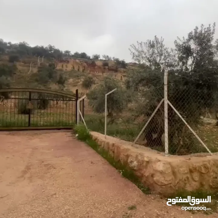 إعلان رقم: (5469) مزرعة مميزة للبيع في اجمل مناطق عراق الأمير _ إطلالة بانورامية غربية خلابة