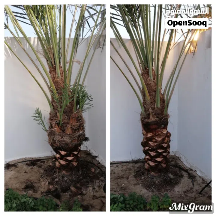 لتنظيف النخيل والواشنتونيا والاهتمام بالحدائق والثمار بكافه انواعها