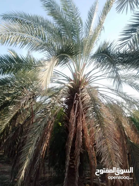 الأشجار المثمرة والزينة تجمع بين الجمال والفائدة، تنسيق وصيانة الحدائق الداخليه والخارجية