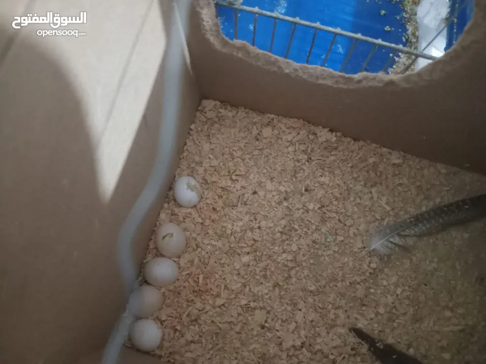 طيور حب تحتيهم 5 بيضات اشي مفخره