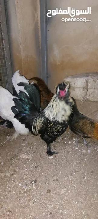 ديك زينه نوع فرنسي (هاودن) للبيع بسعر مغري الديك الأسود شرس