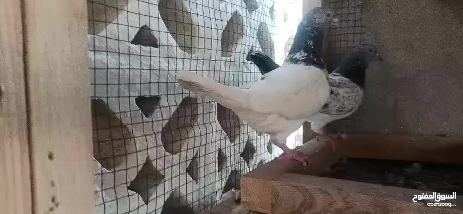 Pigeons Sale