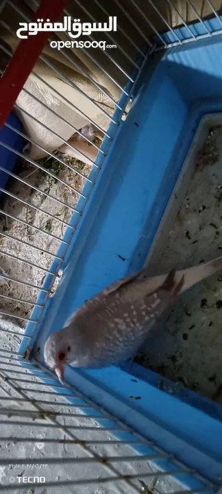 البيع طيره حمام ماسه صحه ونضافه جاهز