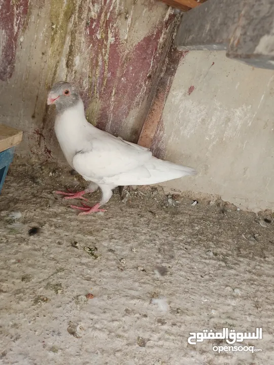 فرخ مسود قراقطه للبيع