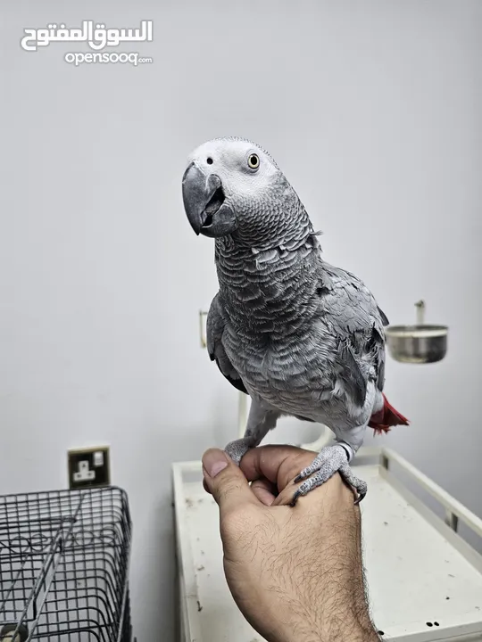 African Grey Parrot