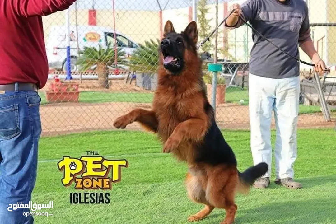 حمم كلبك بهالصيف