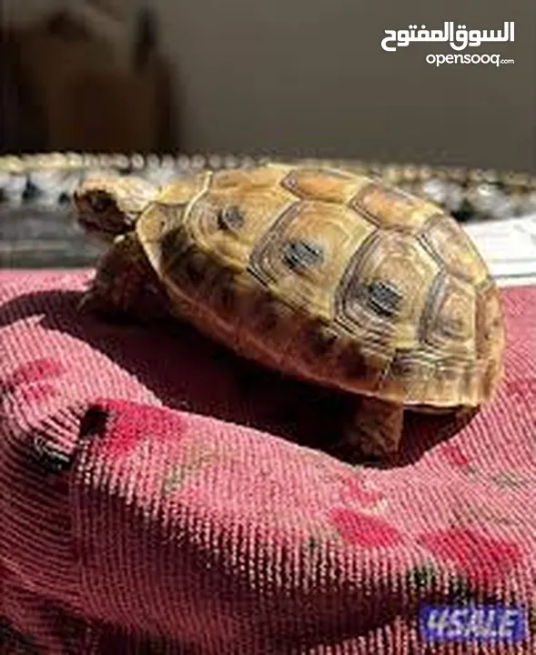 قطه و قط كتن كتنز بيبي القطه همالايا و صغيره شيرازي ابيض  و  سكوتش مع 7 اولاد و قنفذ و سلحفاه و بطه