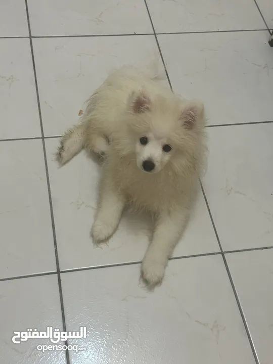 Pure white ,3months