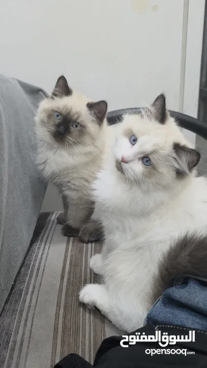 قطط هملايا بعمر شهر