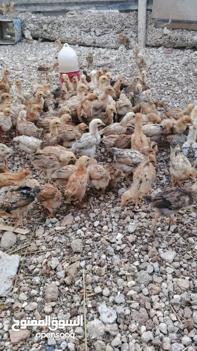 دجاج بلدي نظافة وصحة