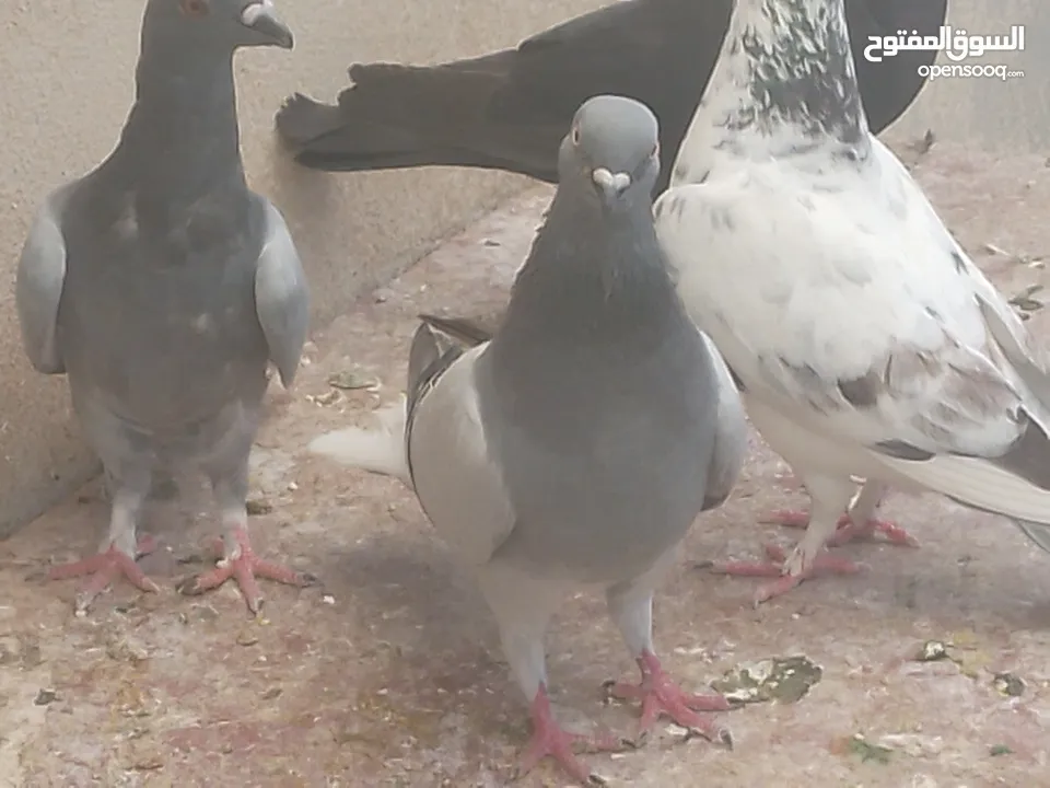 انواع حمام مكفول
