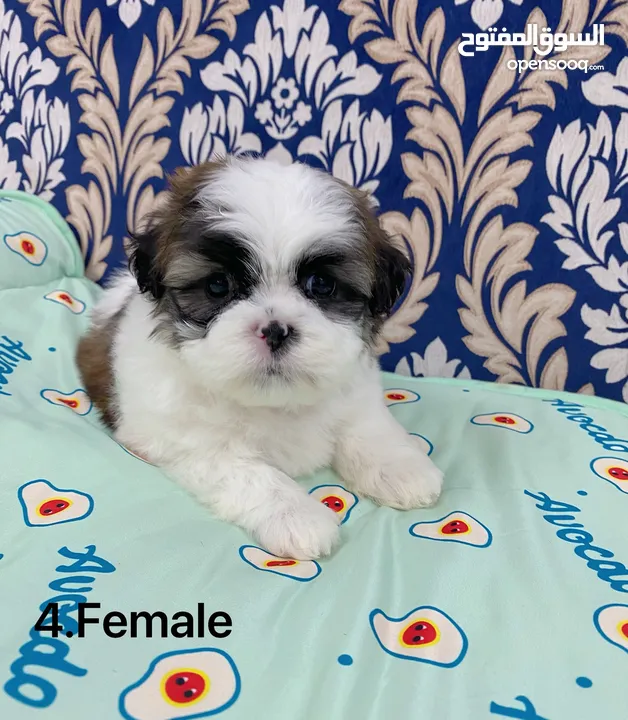 Puppy shihtzu