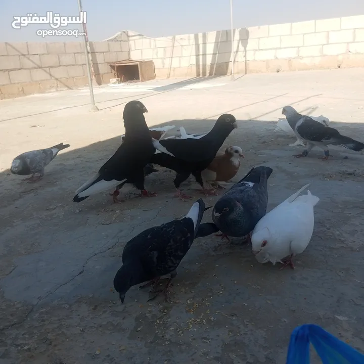 حمام كوم للبيع
