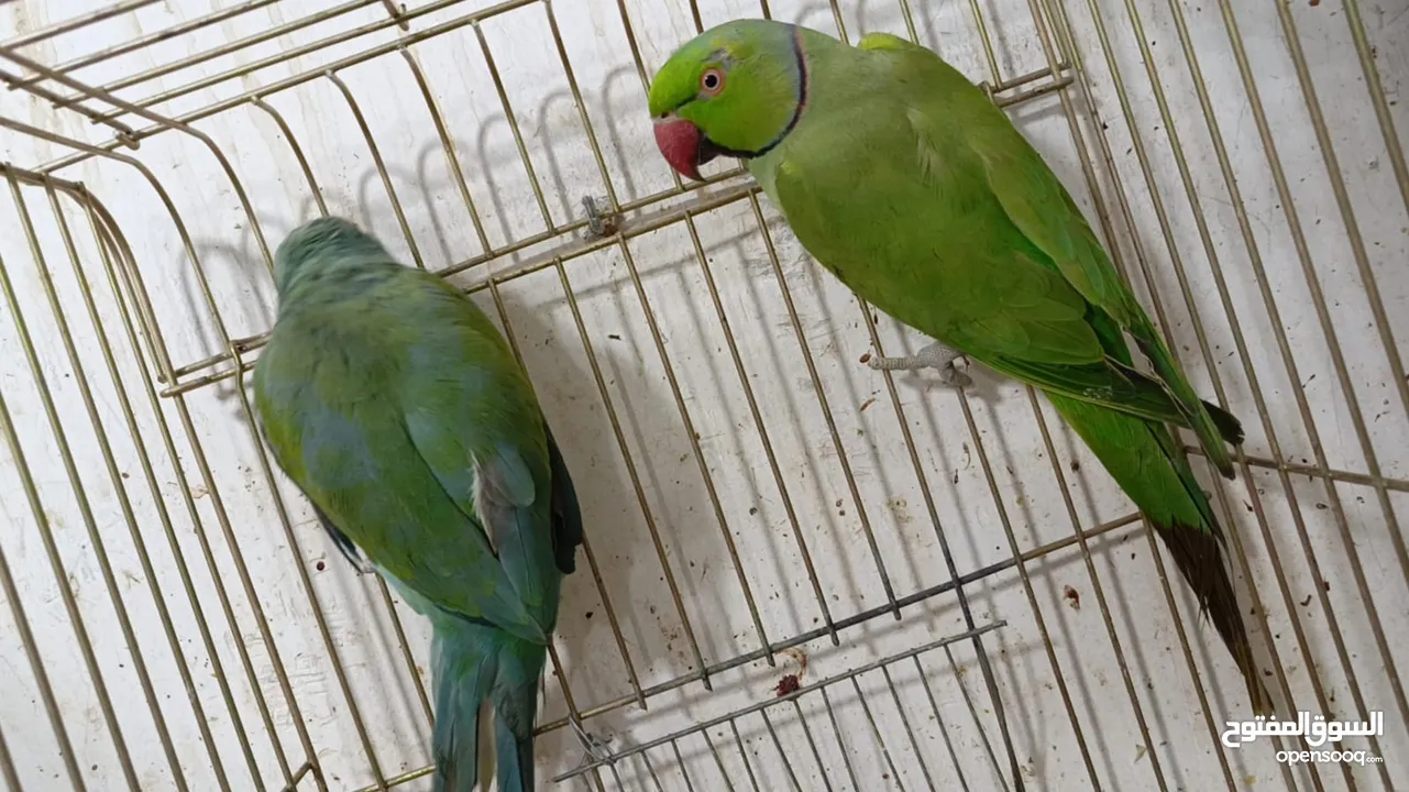 جوز كاسكو منتج