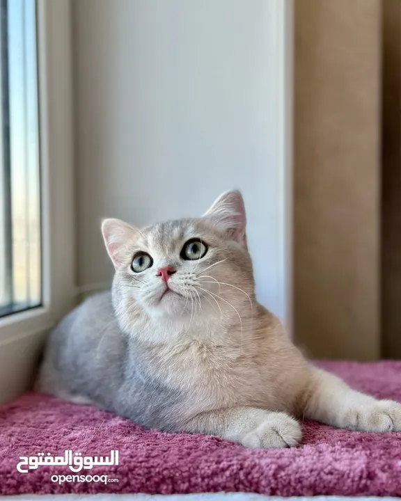 British shorthair kitten