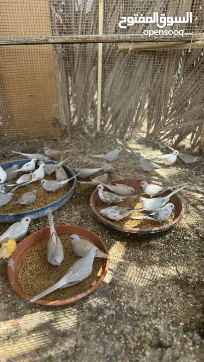 Dove bird pigeon دوف مكس للمهتمين للتربية منتج