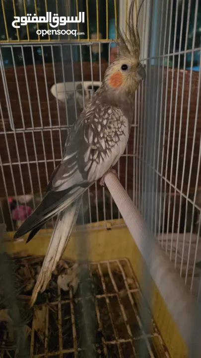 ببغاء كوكتيل للبيع