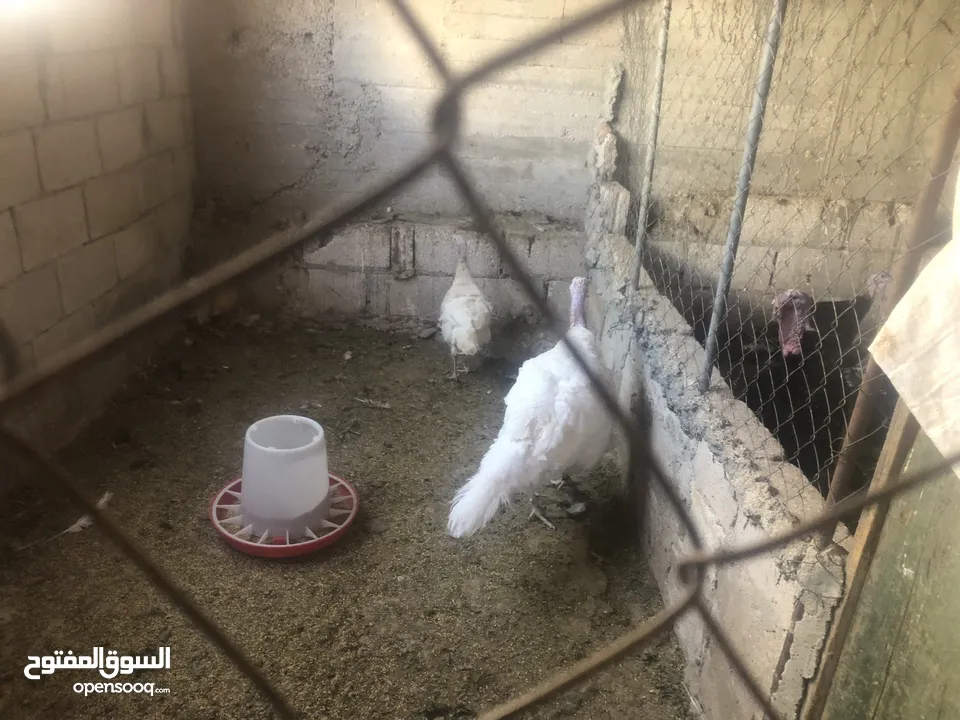 جوز حبش هولندي حجم جامبو ضخم