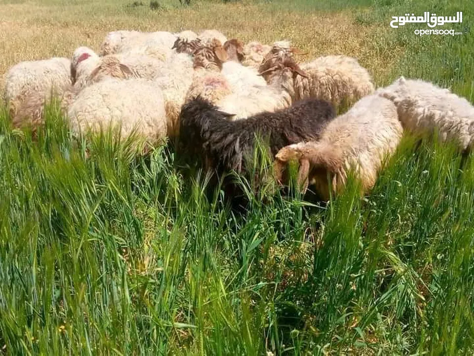 اس راس 140 اوزان 25 كيلو لحم صافي عقائق ونذز ومناسبات واضحيه وخدمة ذبح مجانا