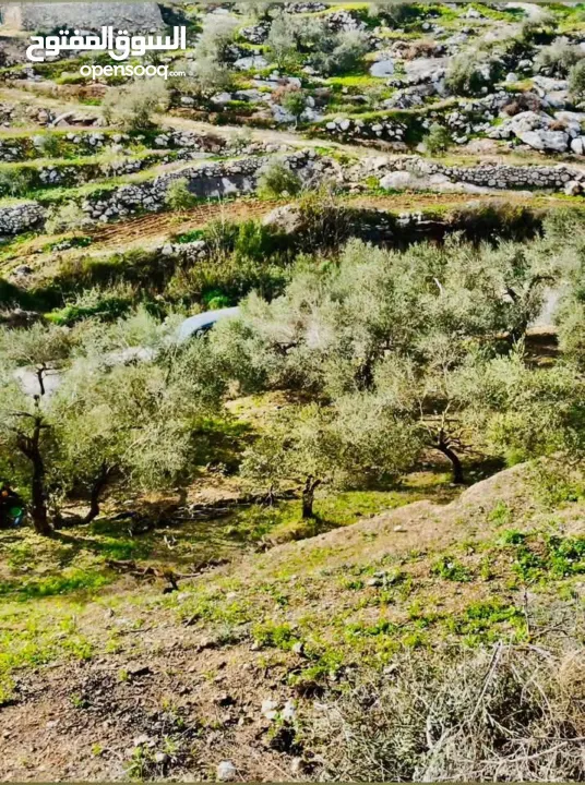 القبة الذهبية اراضي بلعا دير الغصون