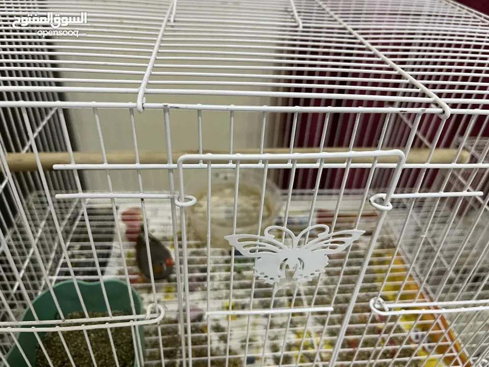 Australian Zebra finch and 2 Parrots  both come with separate cage