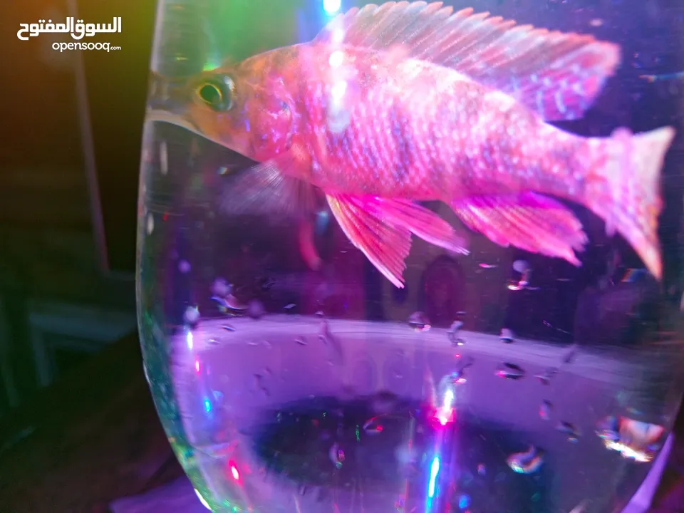 حوض وسمك للبيع