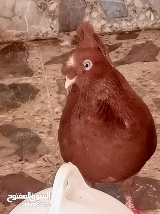 حمام كش خمس حبات