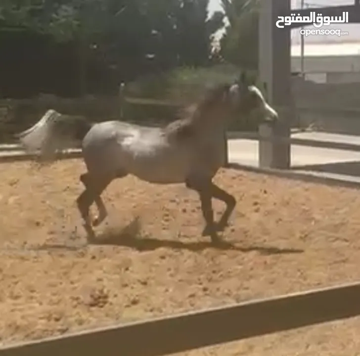 مهره عربيه مسجله عمرها سنه واربع شهور للبيع