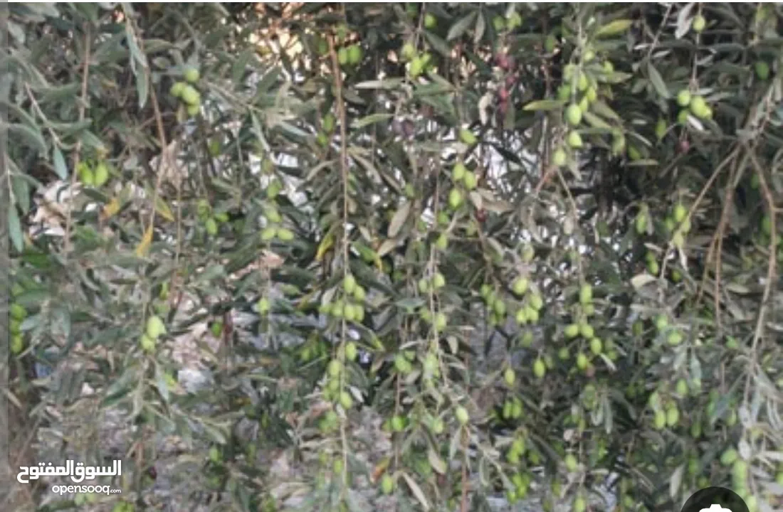 قطعة ارض معمرة وجاهزة .سعر لقطة