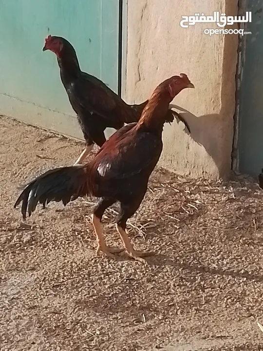 دجاج باكستاني