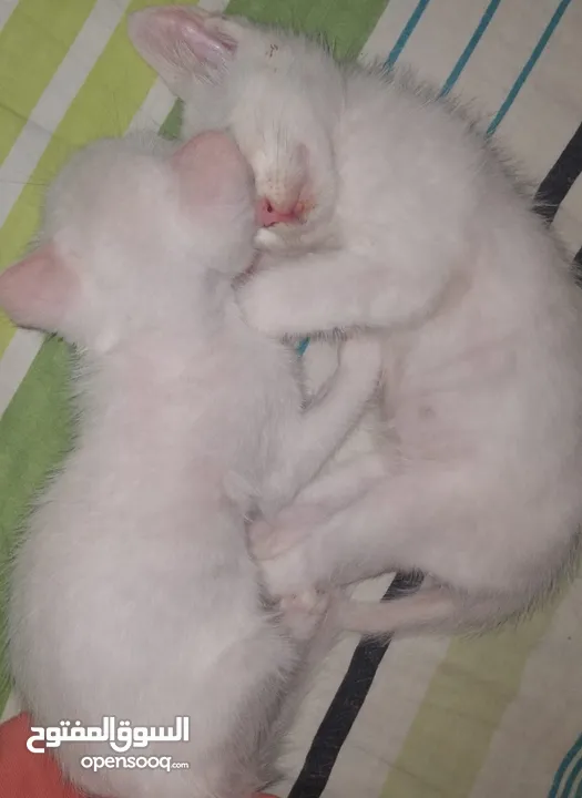 deux chatons, 1 mois